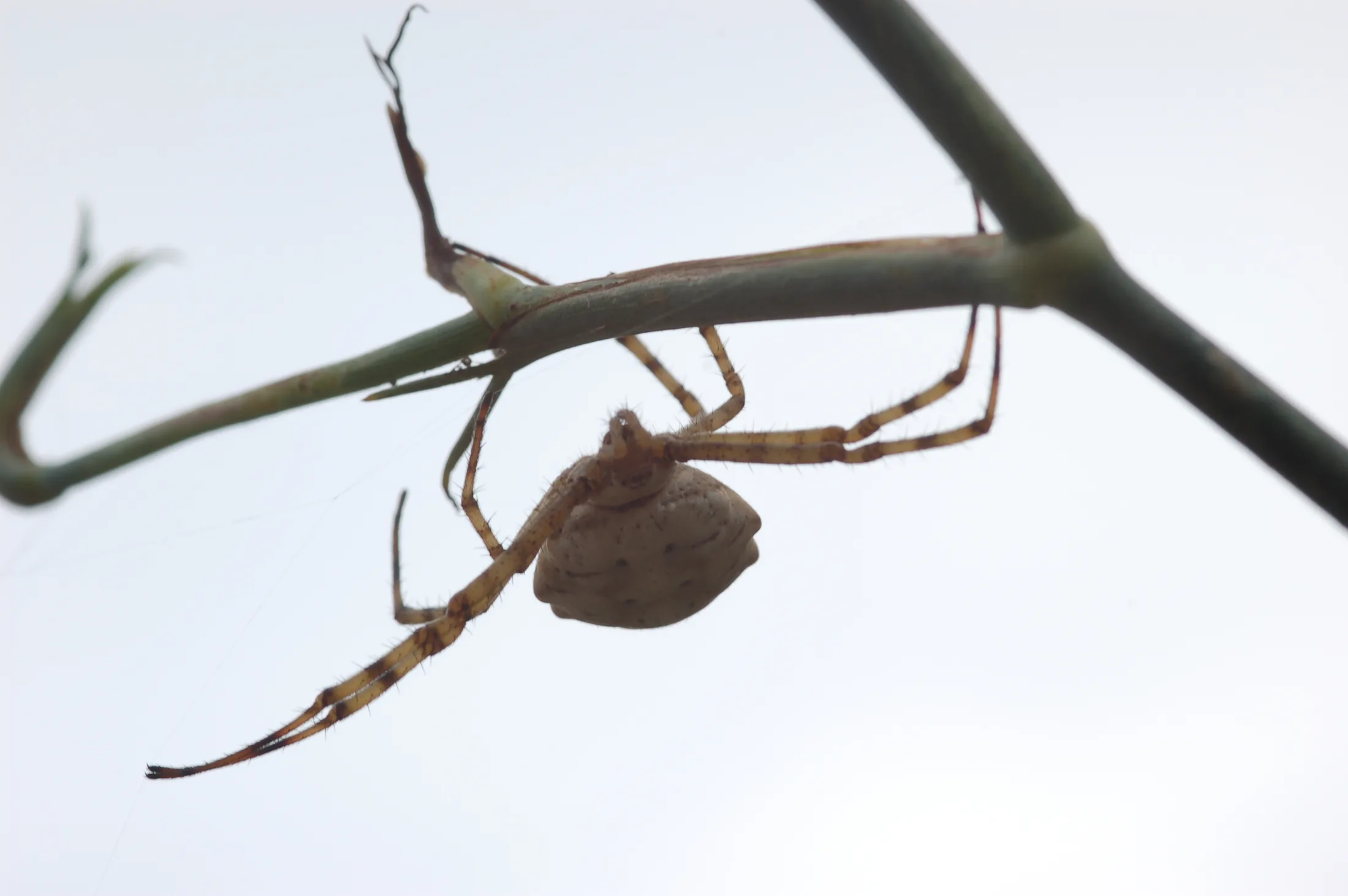 Fauna Elba 2